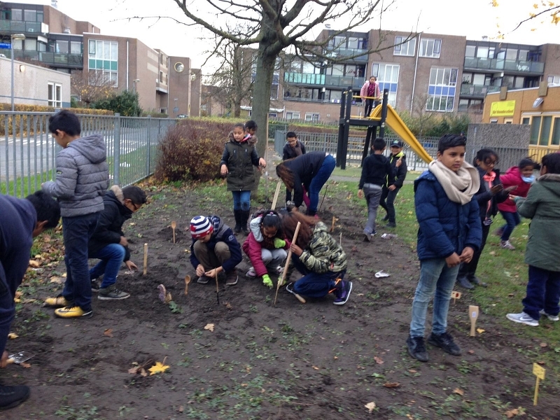 Tulpenbollen op de Shri Ganesha School